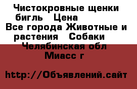 Чистокровные щенки бигль › Цена ­ 15 000 - Все города Животные и растения » Собаки   . Челябинская обл.,Миасс г.